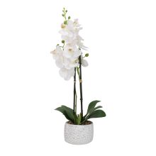 Orhideja GARDEN QUEEN H40cm, balts