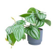 Artificial plant GREENLAND H15cm