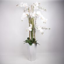 Orhideja GARDEN QUEEN H132cm, balts