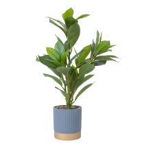 Artificial plant GREENLAND H40cm