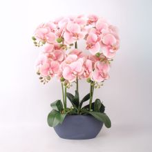 Orhideja GARDEN QUEEN H64cm, gaiši rozā