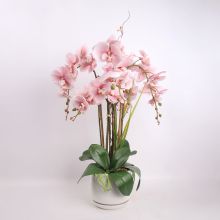 Orhideja GARDEN QUEEN H68cm, gaiši rozā