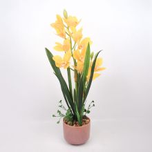 Orhideja GARDEN QUEEN H70cm, dzeltena