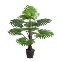 Zaļš augs FAN PALM, H100cm
