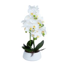 Orchid GREENLAND H68cm white pot
