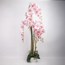 Orhideja GARDEN QUEEN H124cm, gaiši rozā