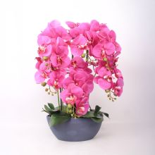 Orhidee GARDEN QUEEN H64cm, tumeroosa