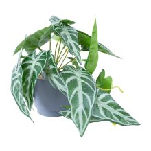 Artificial plant GREENLAND H15cm, alocasia