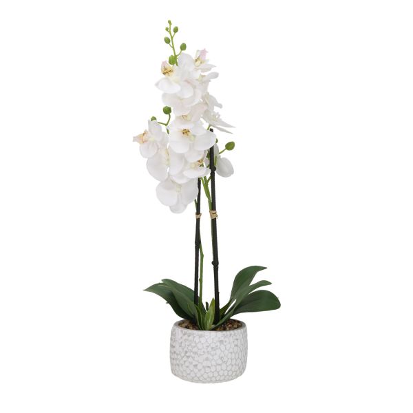 Orhideja GARDEN QUEEN H40cm, balts