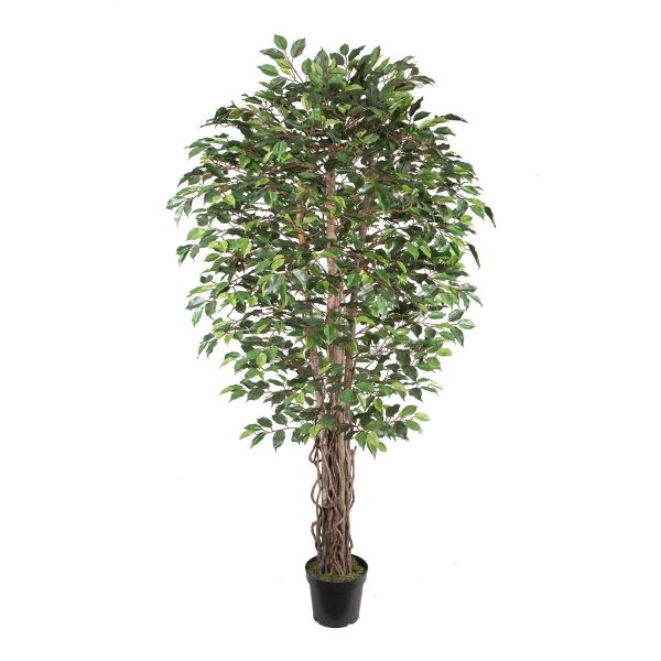 Mākslīgais koks WIND FICUS H210cm