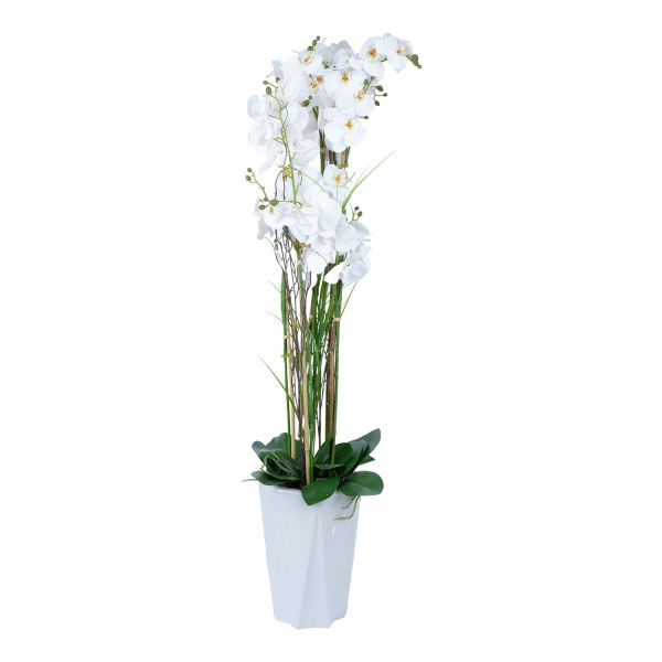 Orhideja GARDEN QUEEN H132cm, balts