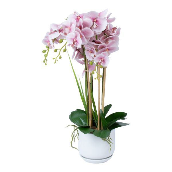 Orhideja GARDEN QUEEN H68cm, gaiši rozā
