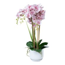Orhideja GARDEN QUEEN H68cm, gaiši rozā