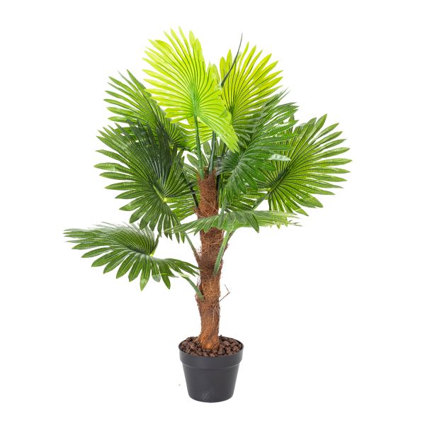 Zaļš augs FAN PALM, H100cm