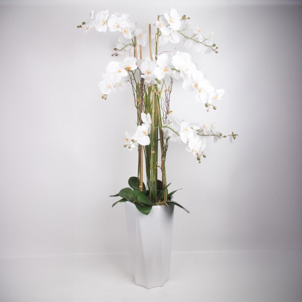 Orhideja GARDEN QUEEN H132cm, balts