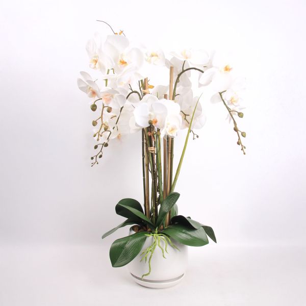Orchid GARDEN QUEEN H68cm, white