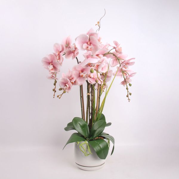 Orhidee GARDEN QUEEN H68cm, heleroosa