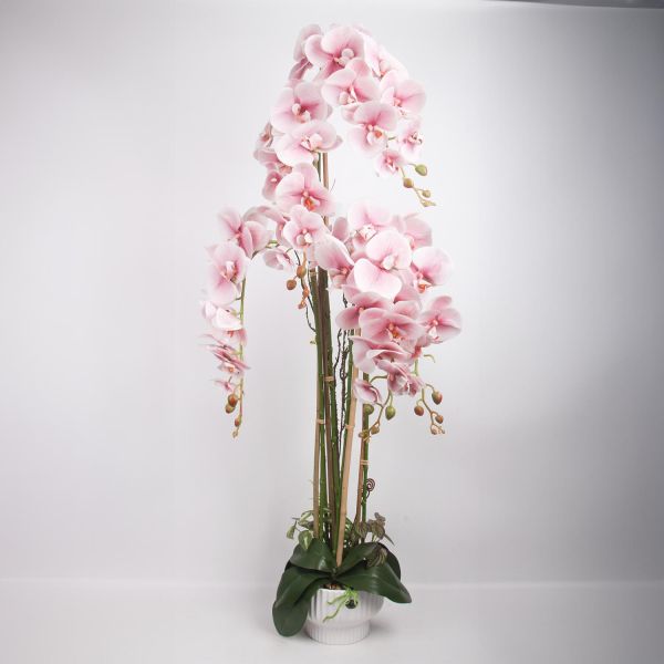 Orhideja GARDEN QUEEN H124cm, gaiši rozā
