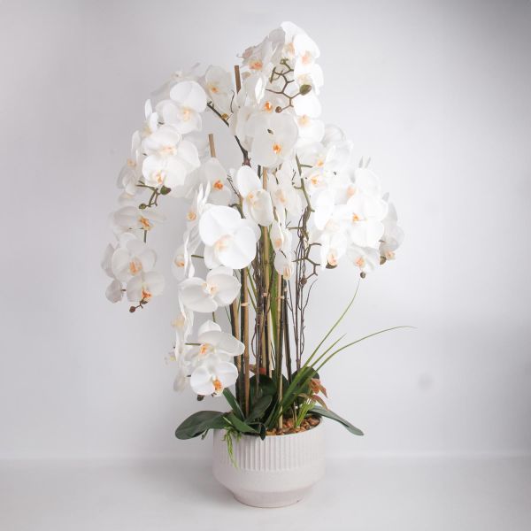 Orhideja GARDEN QUEEN H102cm, balts