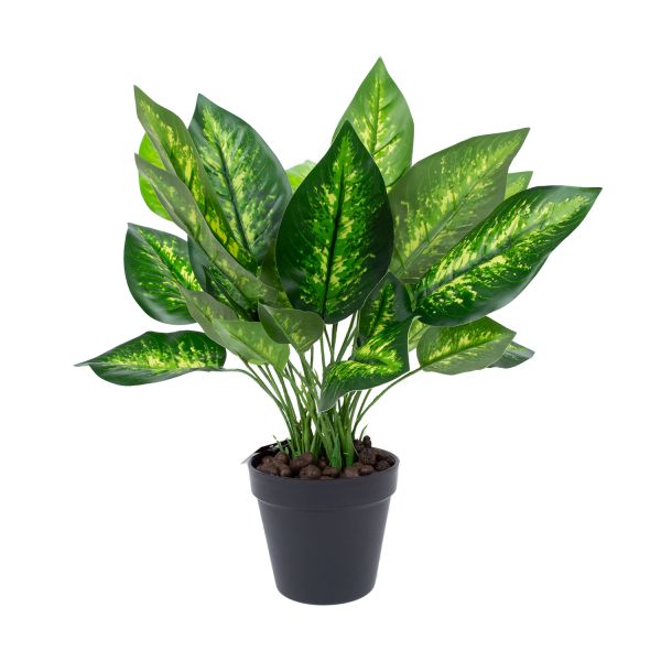 Green plant DIEFFENBACHIA H45cm