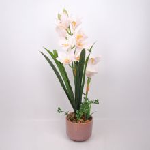 Orhideja GARDEN QUEEN H70cm, balts