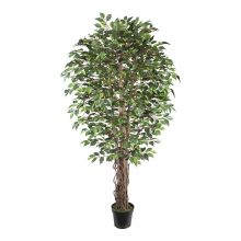 Mākslīgais koks WIND FICUS H210cm