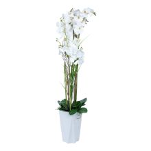 Orhideja GARDEN QUEEN H132cm, balts