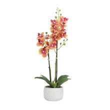 Orhideja GARDEN QUEEN H40cm, dzeltena