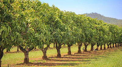 Mēbeles no mango koksnes